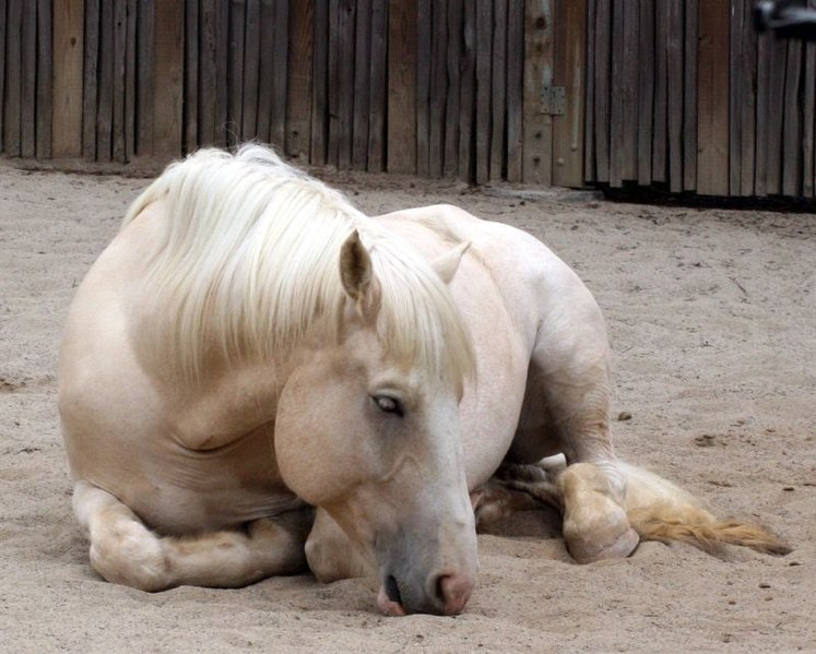 American Cream Draft Horse