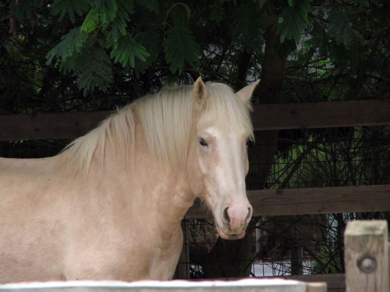 American Cream Draft Horse