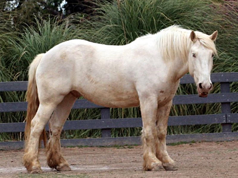 American Cream Draft Horse