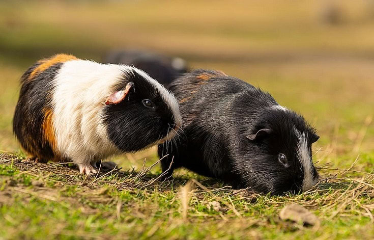 American Guinea Pig