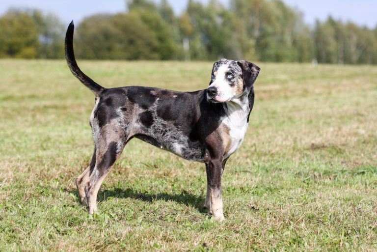 American Leopard Hound_Shutterstock_Aneta Jungerova