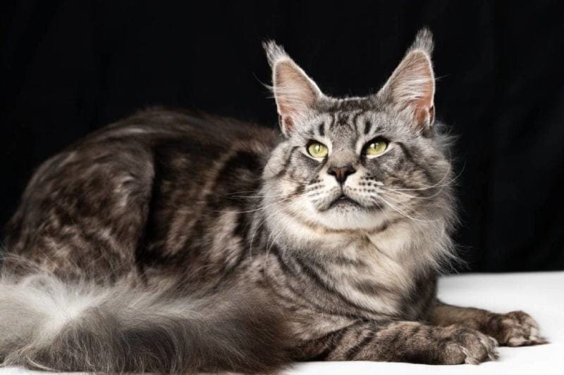 American Longhair Lying on white sheet