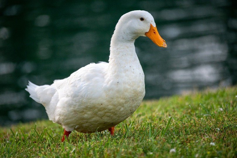 American Pekin duck