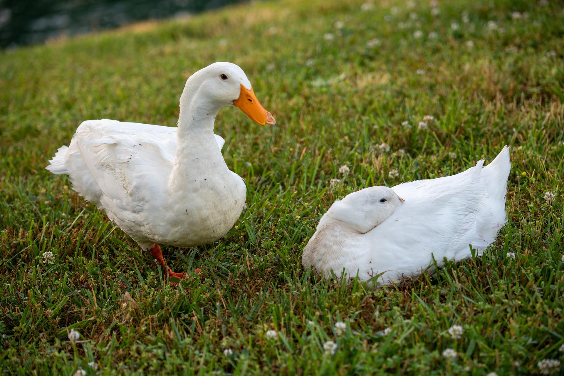 Two American Pekin_Pixabay