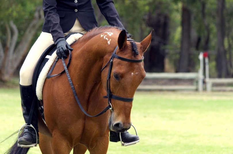American Standardbred Horse_Pixabay