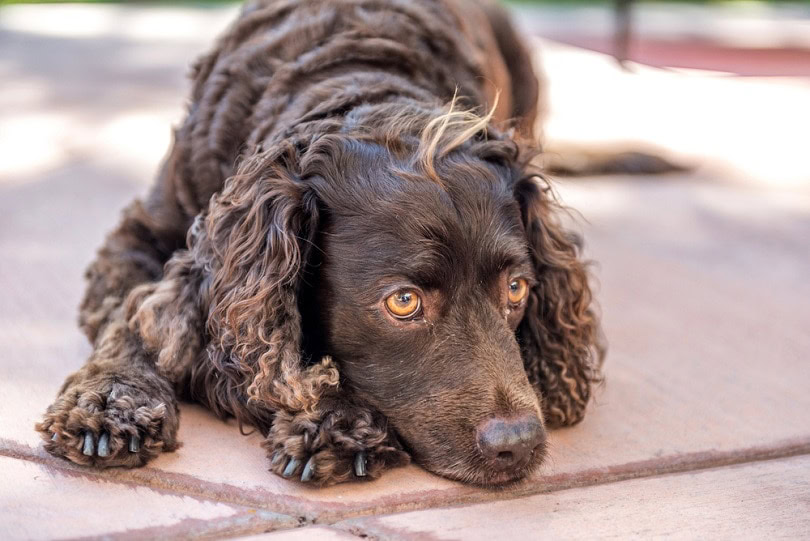 American-Water-Spaniel-resting_Steve-Bruckmann_shutterstock