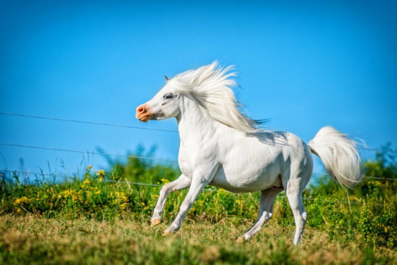 American White Horse galloping in the hills