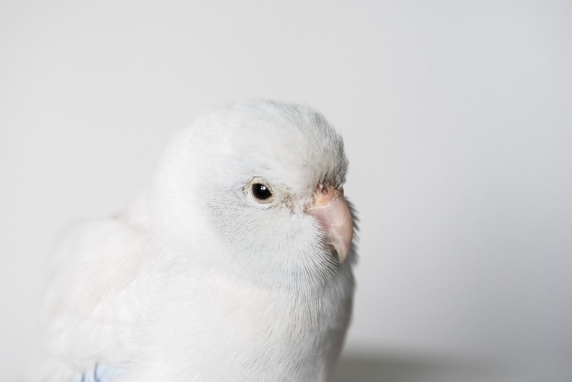 American White Parrotlet