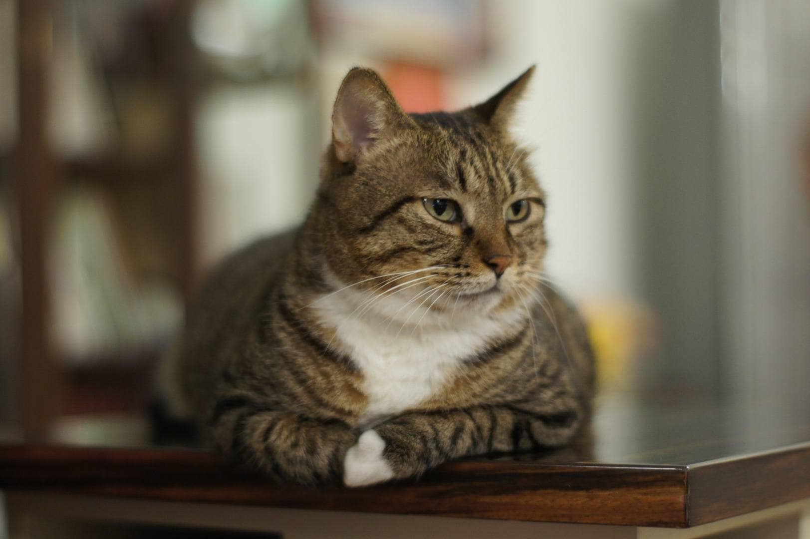 American Wirehair Cat