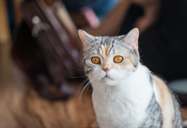 American Wirehair cat
