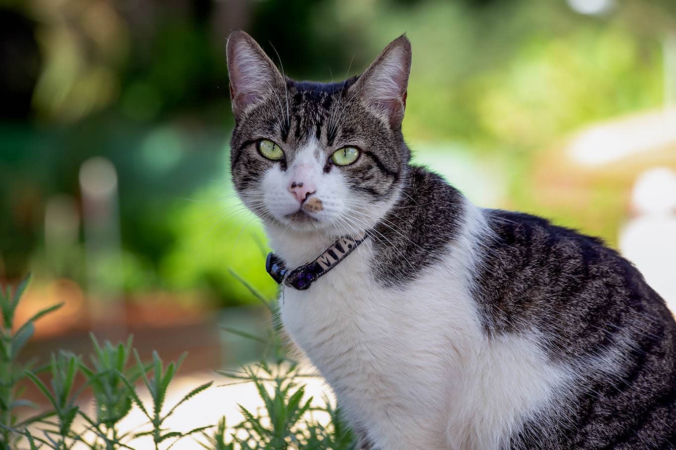 American Wirehair