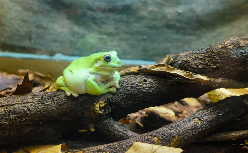 American green tree frog