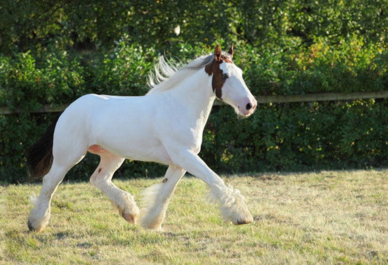 American paint horse galloping in the grass