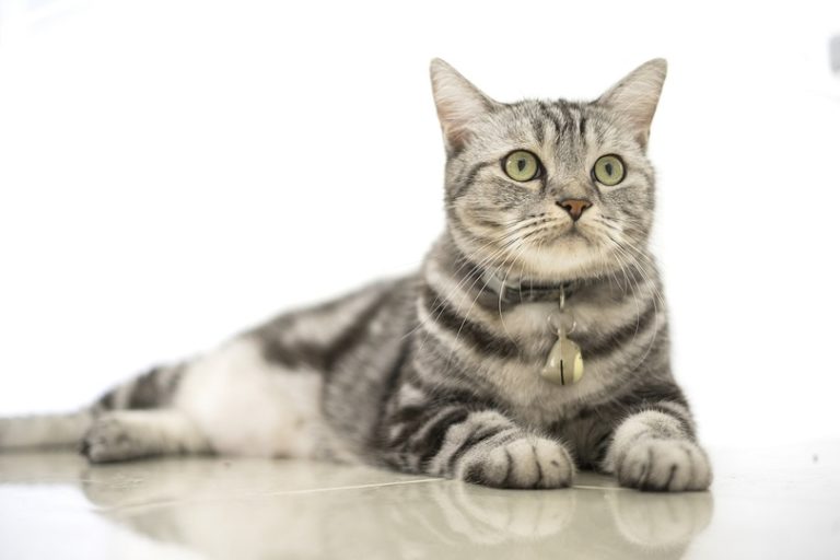 American short hair_theskaman306_shutterstock