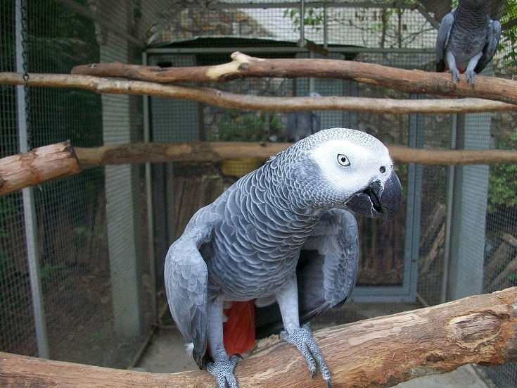 african grey parrot perching on a branch