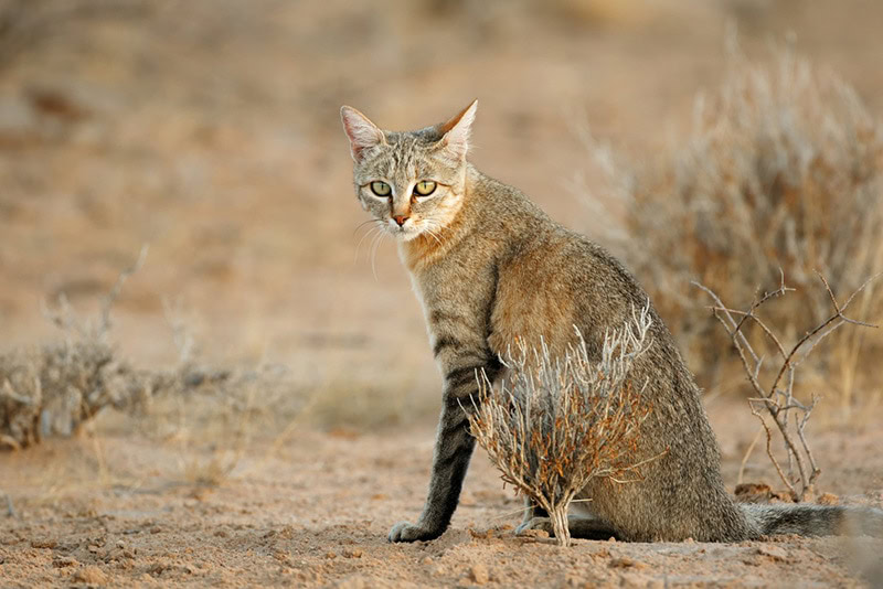 An African wild cat (Felis silvestris lybica)