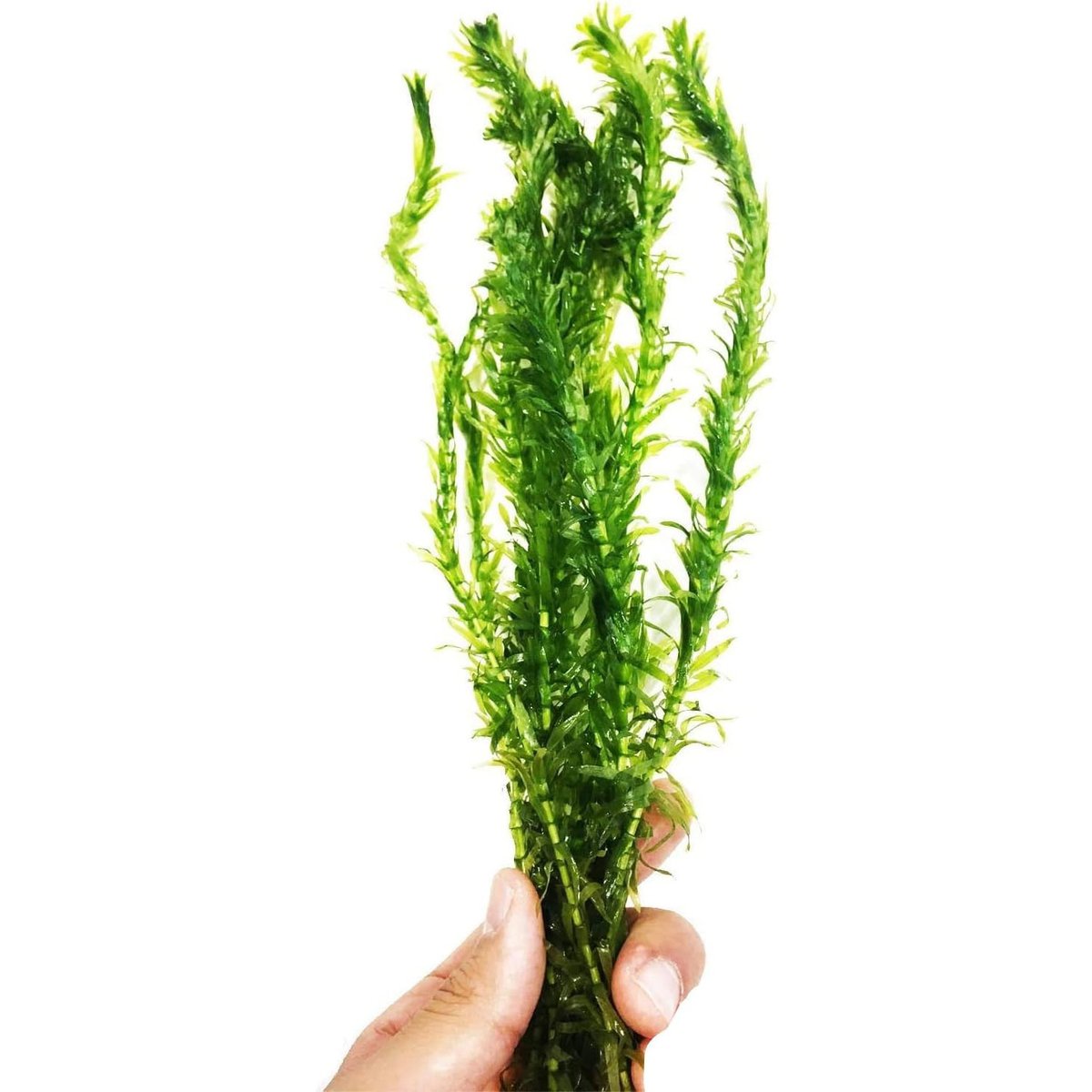Anacharis Aquarium Plant