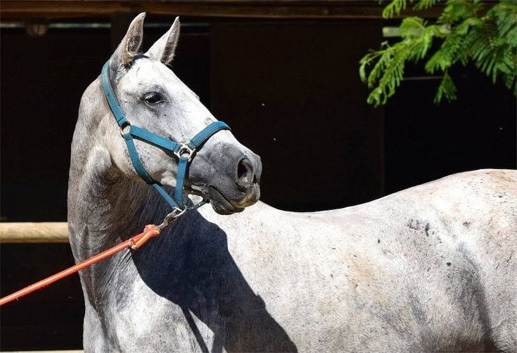 Andalusian horse