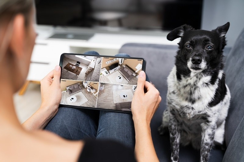 dog cctv