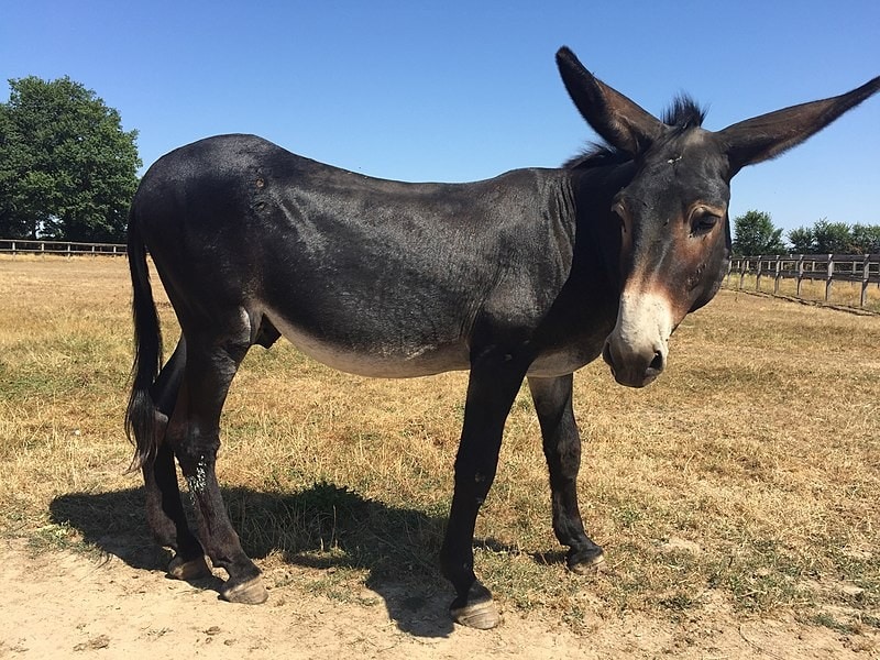 Black Grand Noir Du Berry Donkey