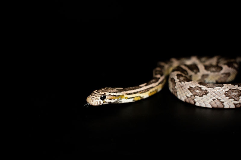Anerythristic Corn Snake