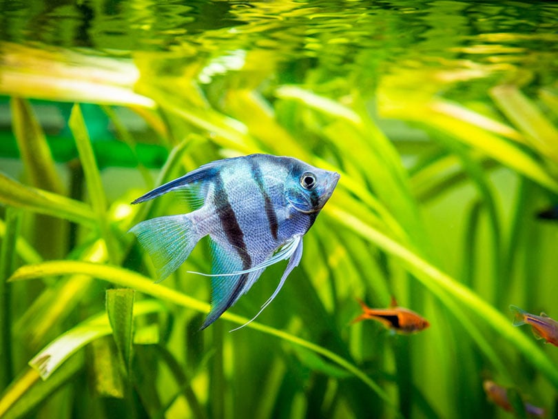 Angelfish Cichlid