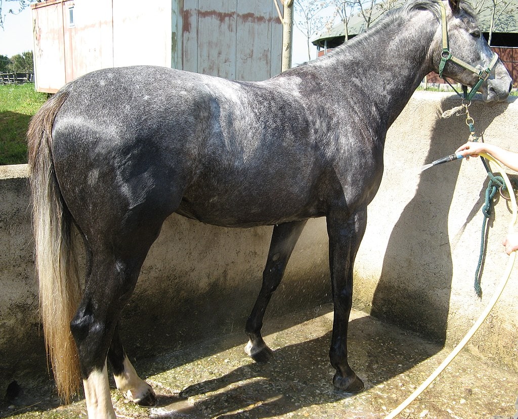 Anglo Arabo Sardo