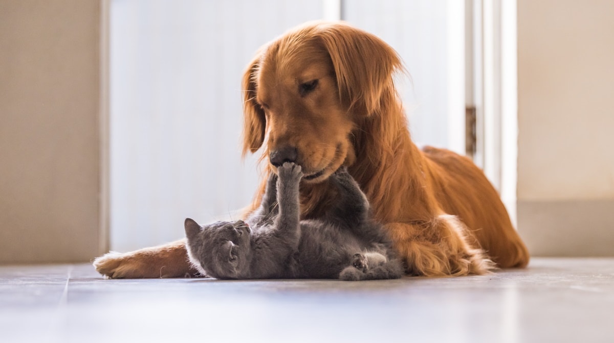Animal Health Trust