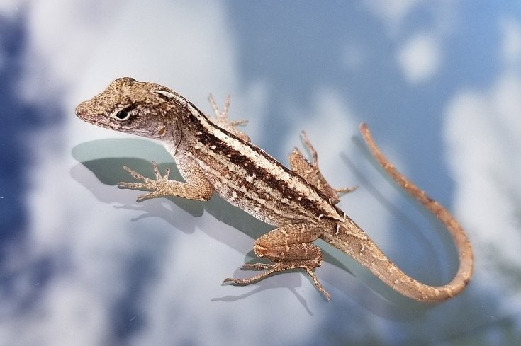 Anole