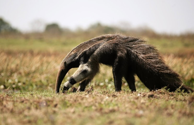 Anteater foraging in the grass