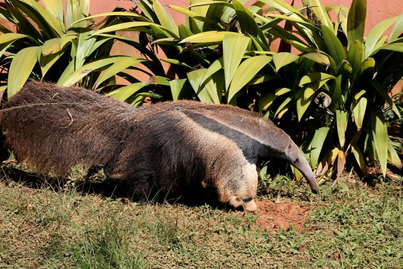 Anteater running in the grass