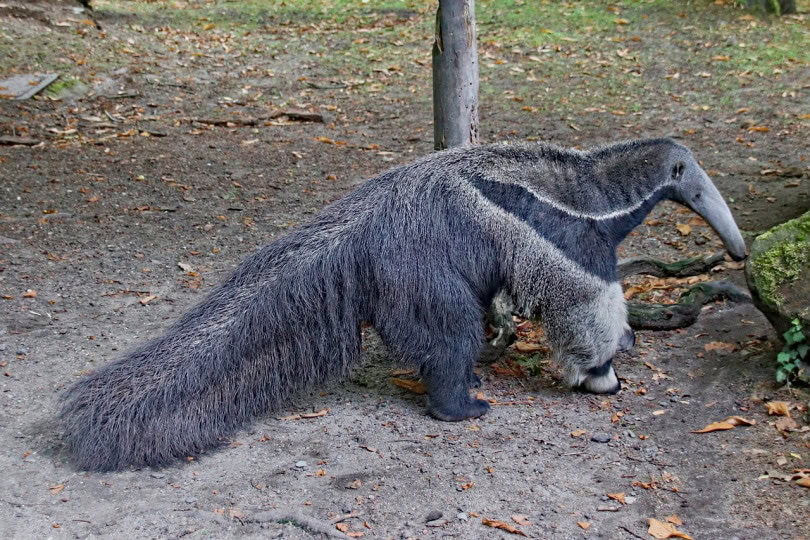 Anteater sniffing on a log