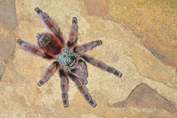 Antilles pink toe