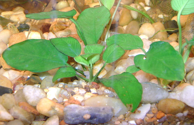 Anubia nana