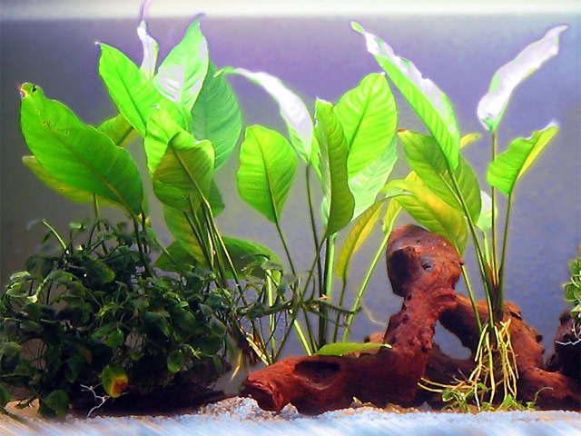 Anubias-Arten