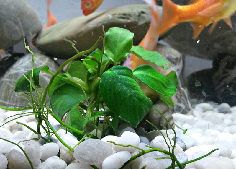 Anubias