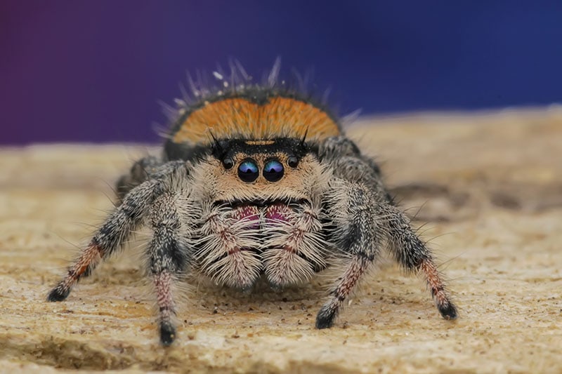 Apache Jumping Spider Phidippus apacheanus