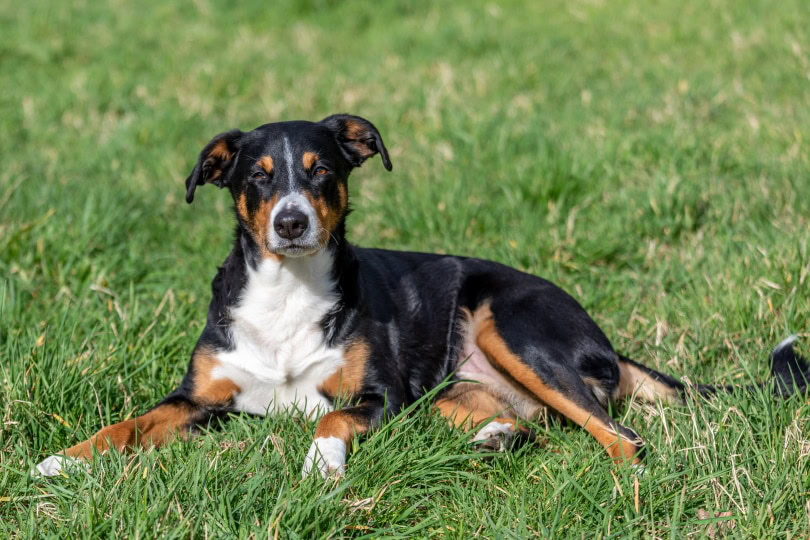Appenzeller sennenhund_Vincent Scherer_Shutterstock