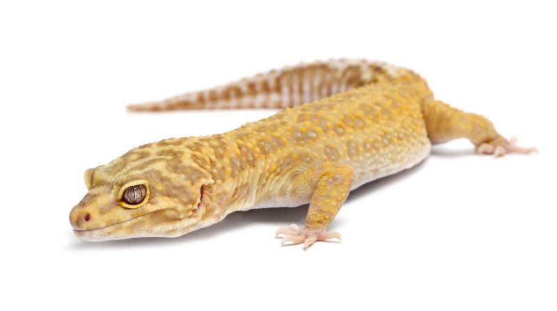 Aptor Leopard gecko