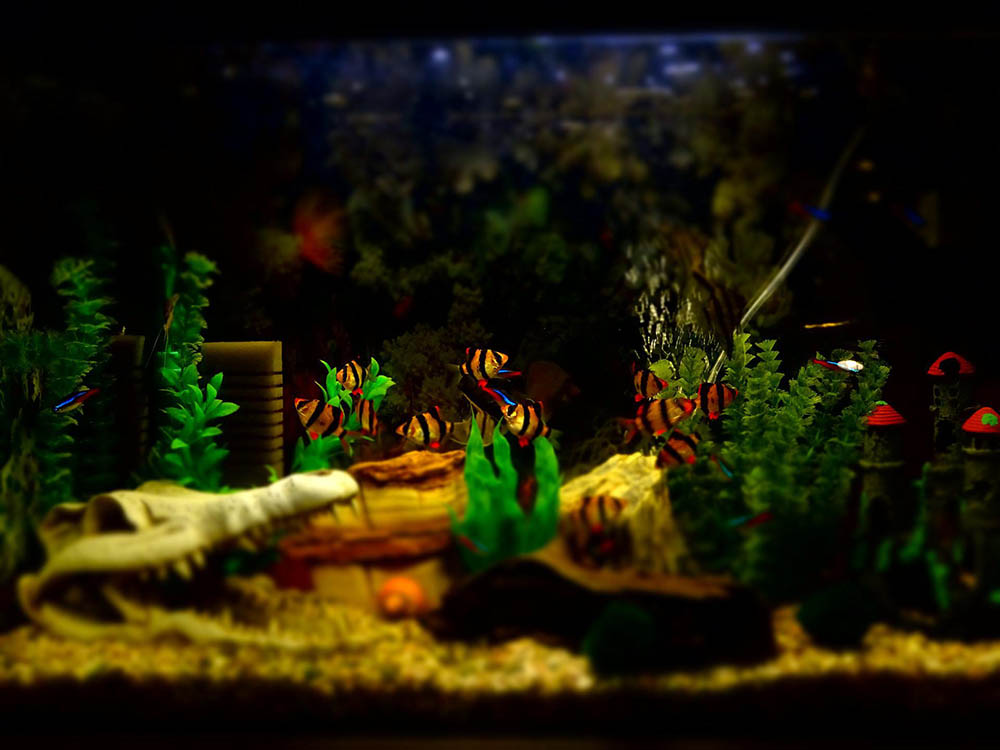 Aquarium decoration_RKPhoto_Pixabay