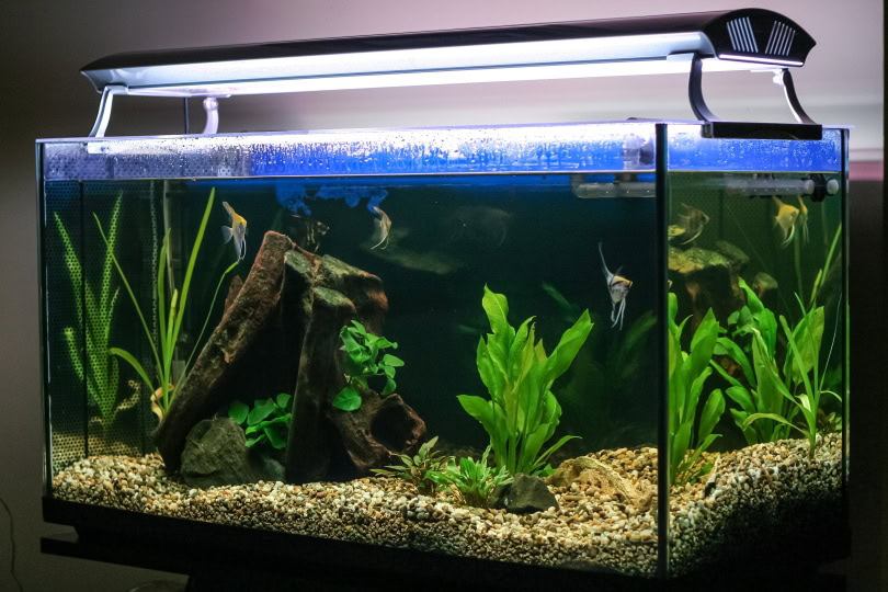 Aquarium light