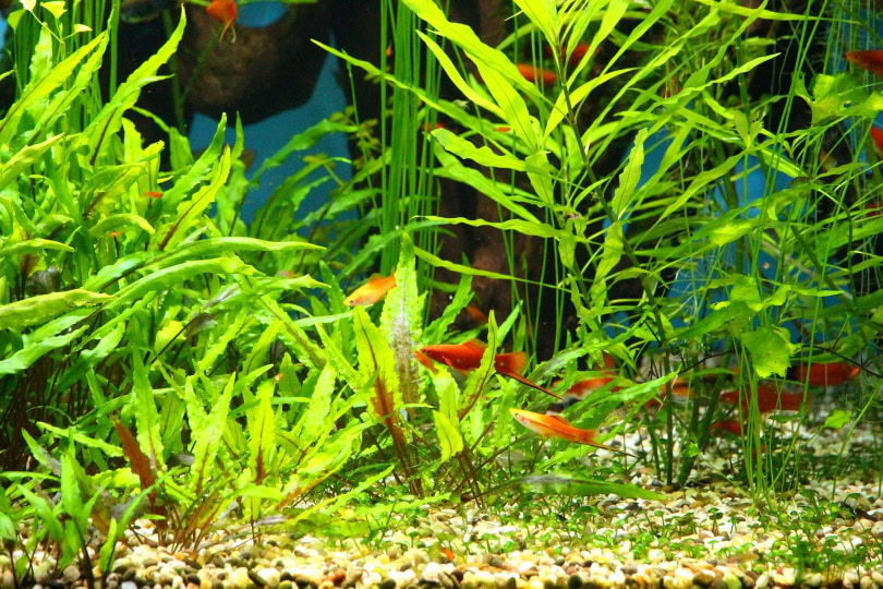 Aquarium