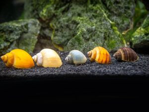 Aquatic Arts Deluxe Mystery Snail Pack in tank