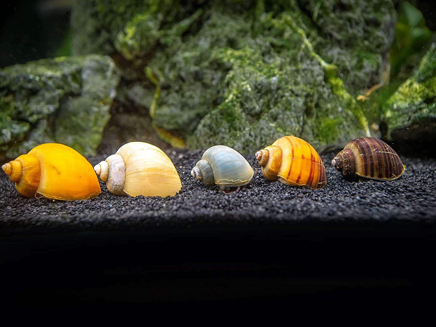 Aquatic Arts Deluxe Mystery Snail Pack in tank
