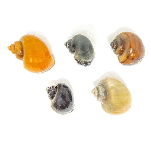Aquatic Arts Deluxe Mystery Snail Pack