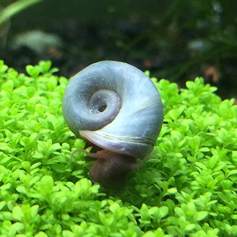 Aquatic Arts Live Blue Ramshorn Snails