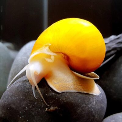 Aquatic Discounts 1 Gold Mystery Snail