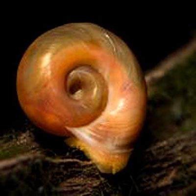 Aquatic Discounts Ramshorn Snails