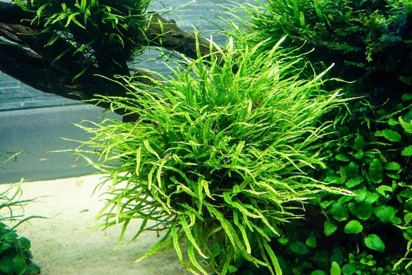 aquatic fern