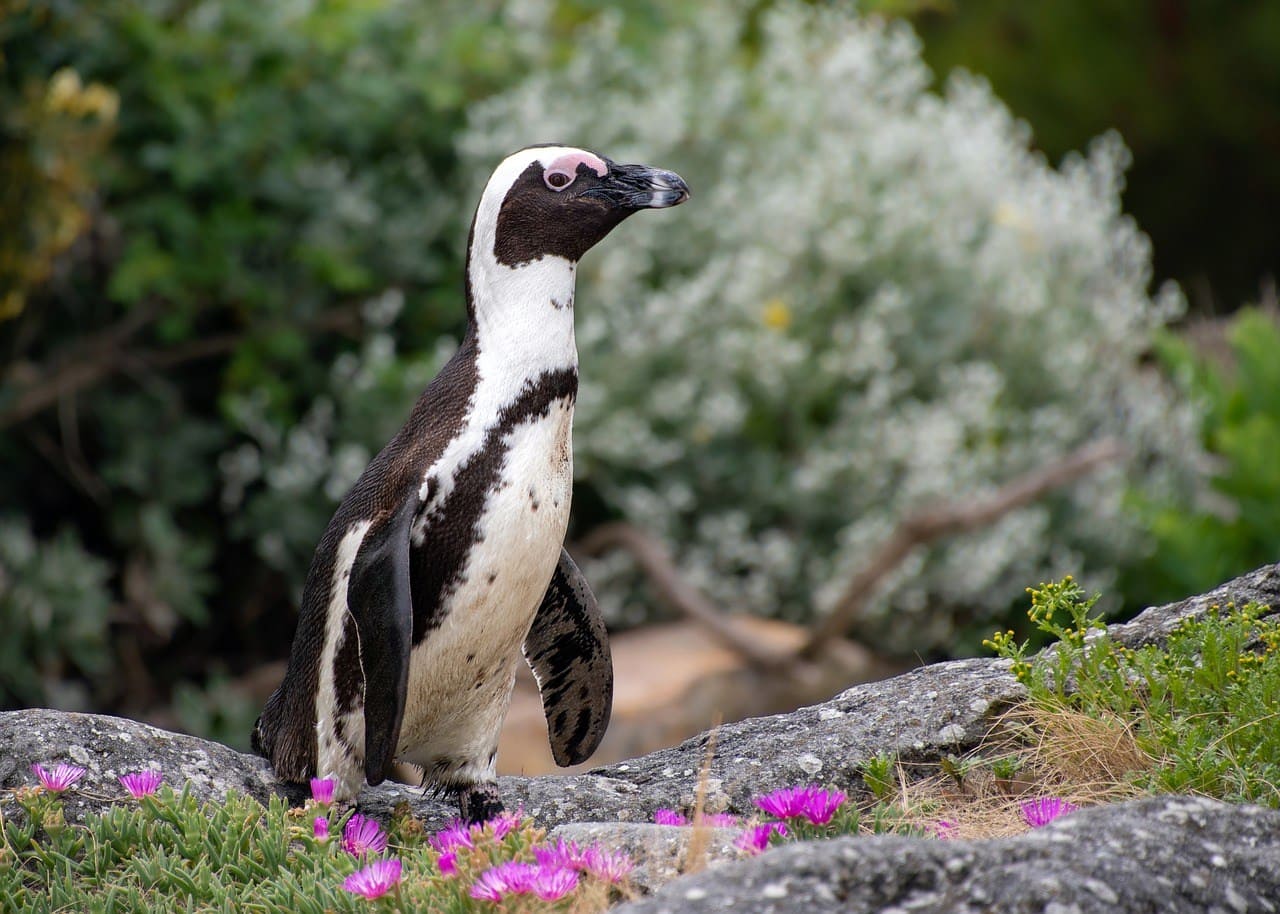 Aquatic penguin as a pet